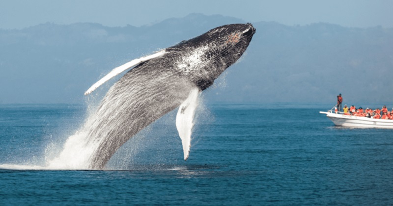 Humpback whales near Samaná